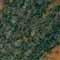 HimalayanBlue_thumb.jpg (6484 bytes)