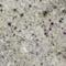 kashwht1_thumb.jpg (7952 bytes)