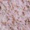 madhugiriWhite_thumb.jpg (8023 bytes)