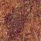 MulticolourRedDrak_thumb.jpg (8270 bytes)