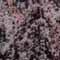 paradisoBash_thumb.jpg (7239 bytes)