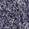 SiraGrey2_thumb.jpg (7257 bytes)