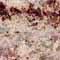 SivakashiGold_thumb.jpg (7248 bytes)